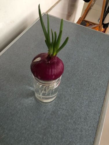 水培植物记录〕张震豪