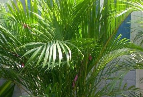 散尾葵的养殖方法和注意事项