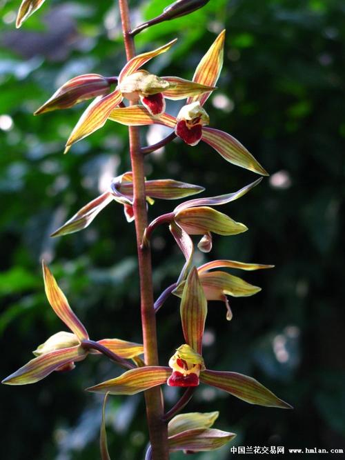 转载自然花墨兰南国水仙