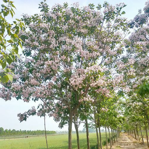 金丝楸树基地 10公分楸树厂家报价 欢迎咨询