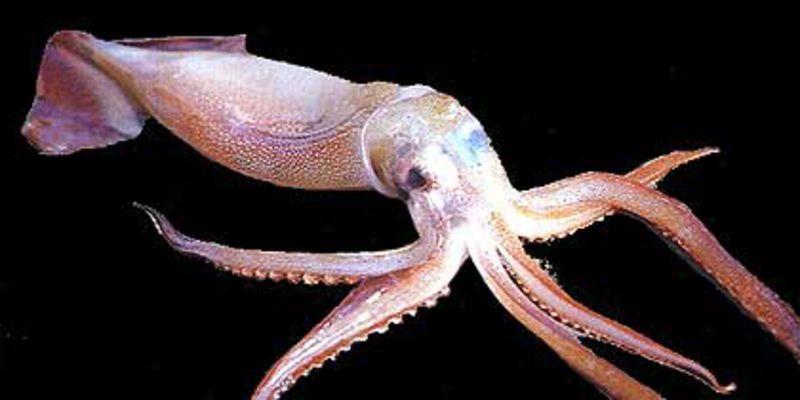 小猪鱿鱼 状若卡通小猪  小猪鱿鱼,它颇似卡通片中可爱小猪的模样.