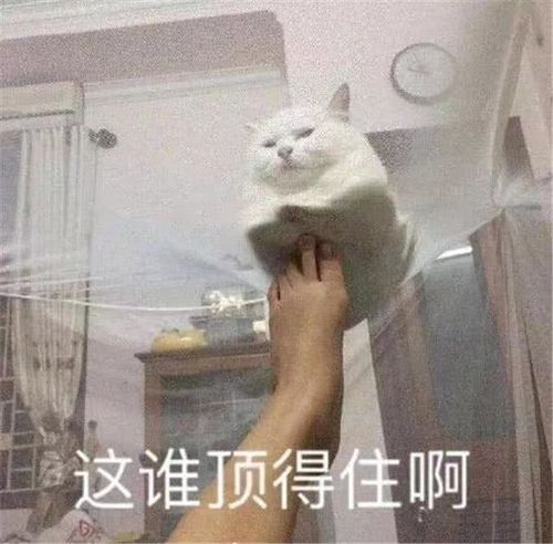 千吾的相册-迷惑行为大赏&沙雕图记录(随时更新)