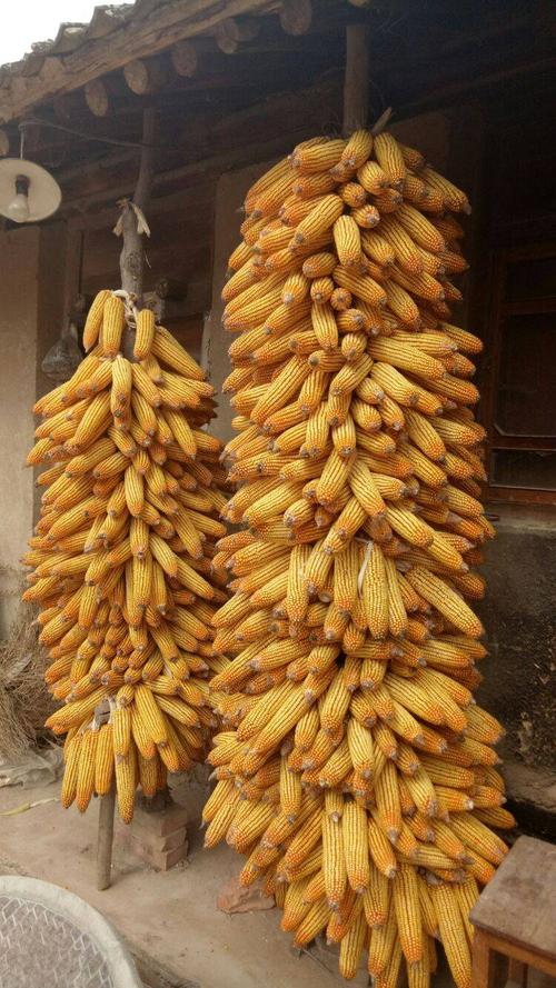 房檐下的玉米棒子,晶盈透亮,那是母亲的付出