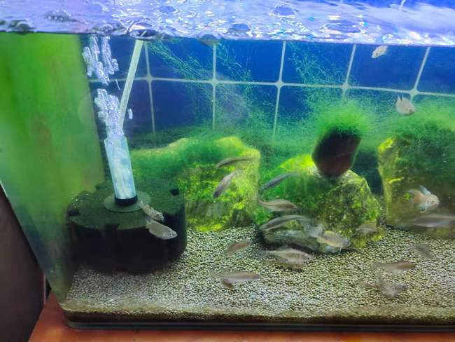 鱼缸水质为什么会突然间崩溃?正好昨天遭遇了一次,分析一下原因