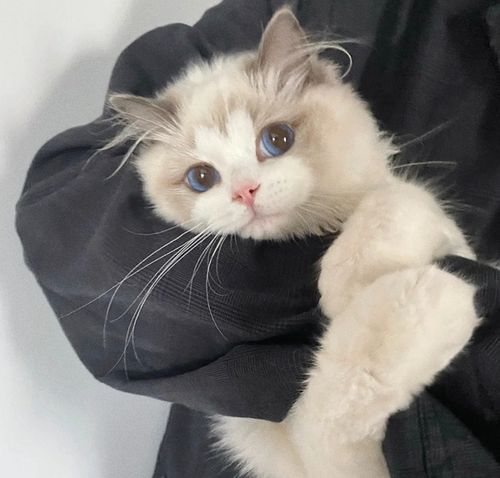 求猫猫狗狗头像