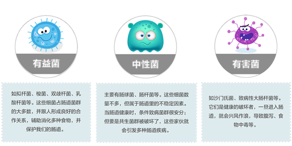 正常的肠道菌群,为了改善自己的居住环境,也就是你的肠道,会将分解的