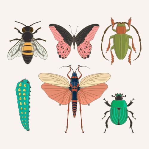 六种手绘风格昆虫矢量素材(ai/eps/png)
