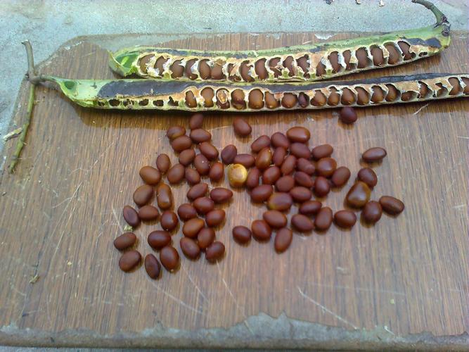 皂荚子能卖多少钱一斤?哪里有收购?