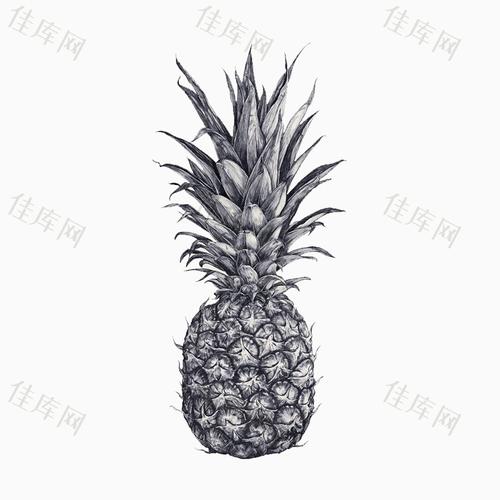 手绘菠萝