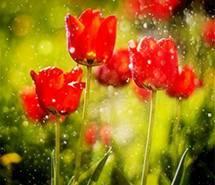 微信头像花朵和茶杯【点击鼠标右键下载】