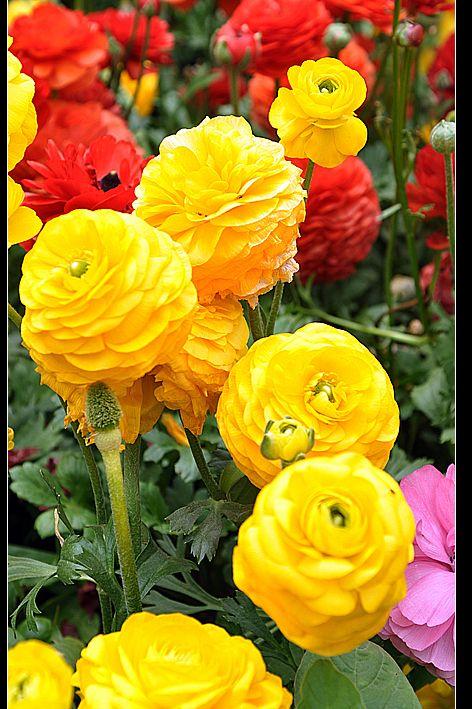 拍牡丹拍了花毛茛