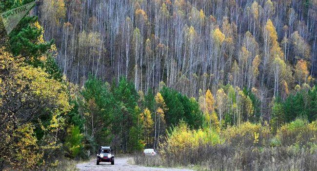 俄罗斯计划出售"碳信用额":将原始森林变现