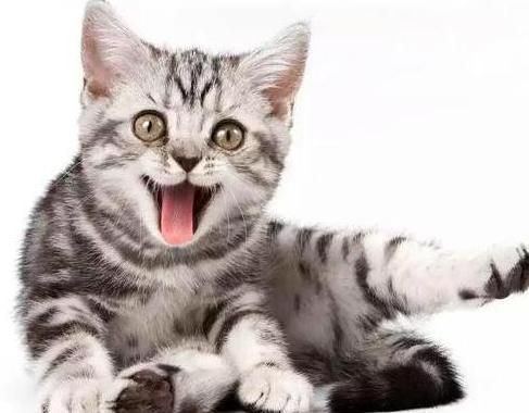 猫叫声的秘密袖虎知道哦