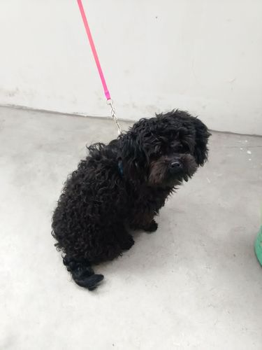 这只黑色卷毛狗是什么品种
