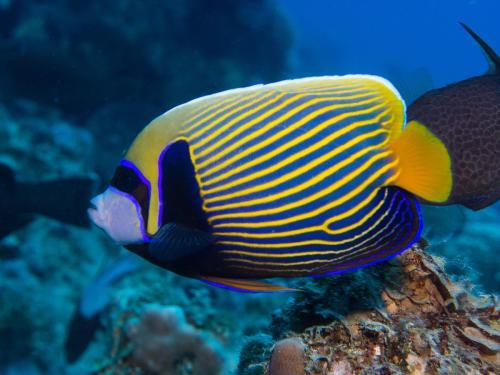 海里的鱼有哪些