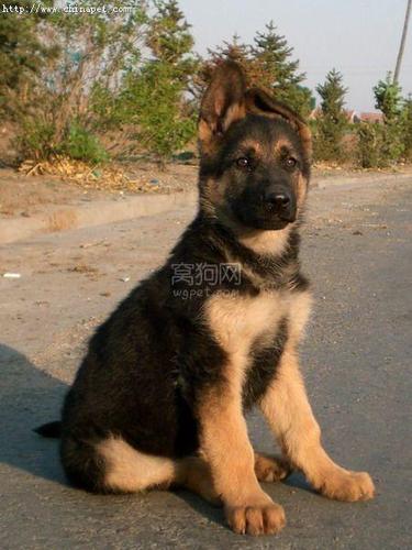 德国牧羊犬竖耳朵是什么时候