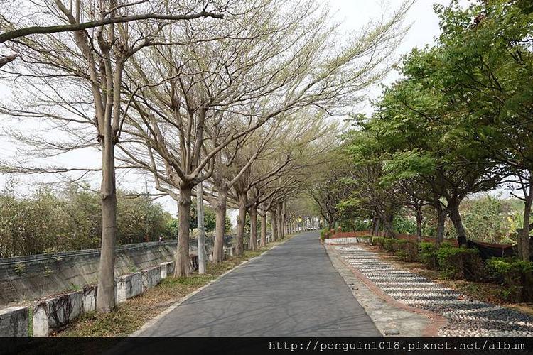 双心池塘 何家花园 小叶榄仁小径 黄花风铃木 花树银行 进昌咖啡馆