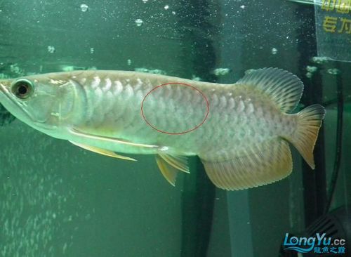 请问一下龙鱼是不是得什么病了