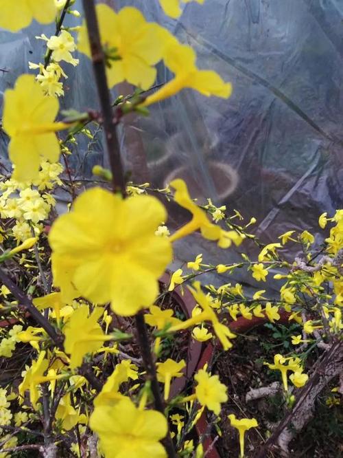 迎春花大伽二哥说春