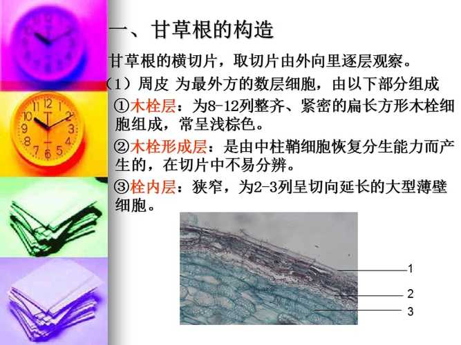 实验六甘草粉末显微鉴定和根的构造ppt课件ppt