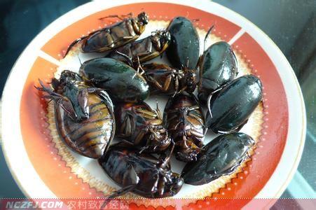 龙虱养殖百分百利润?纯属骗局!