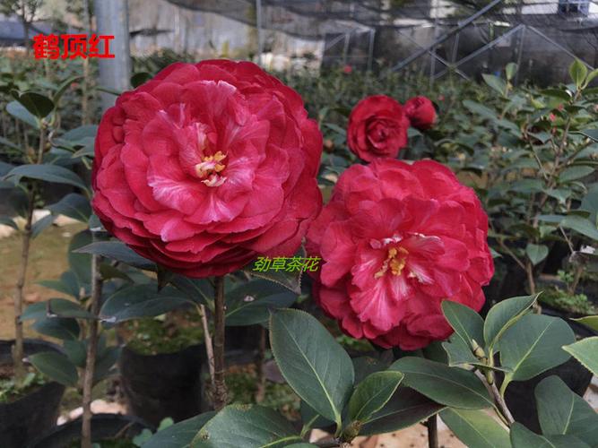 嫁接鹤顶红2018年嫁接特壮苗云南茶花精品3公分粗砧木