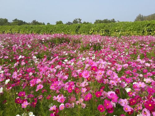 汉中花海风景适用场景广泛-按需设计-报价低-造型新颖