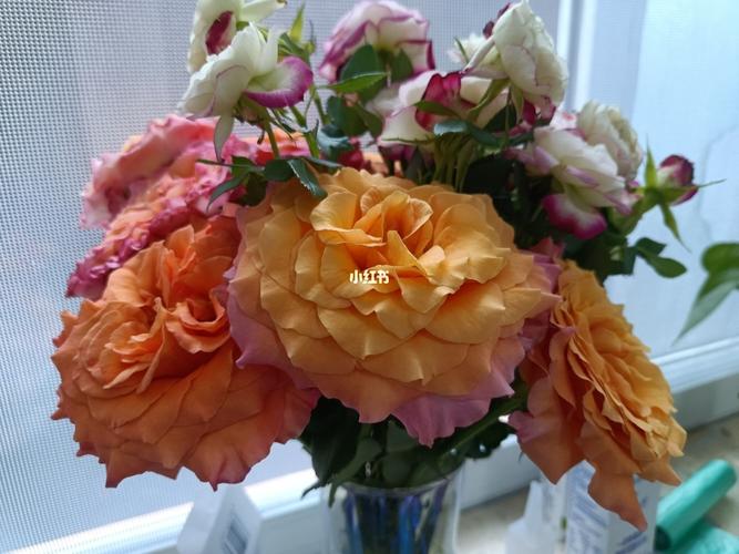 今日鲜花——火灵鸟玫瑰_鲜花_抖音_网购鲜花_家居家装_家居装饰