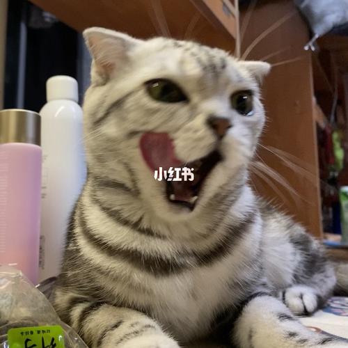 你们观察过猫咪吐舌头嘛09_猫咪_零食_表情包_猫咪日常_宠物_猫