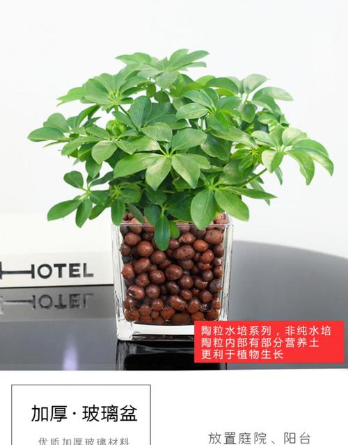 盆栽七叶莲树鸭脚木水培植物室内空气绿植 大号高透方形玻璃盆鸿运