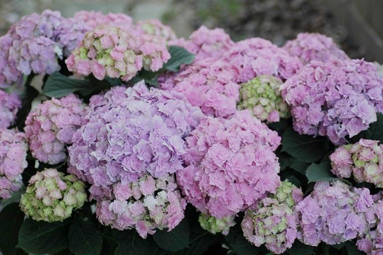 绣球银河精品黑方盆栽阳台露台重瓣八仙花庭院花卉植物