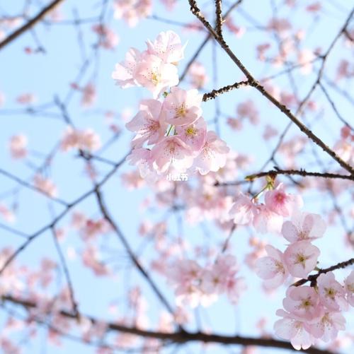 杭州植物园的樱花94开了!