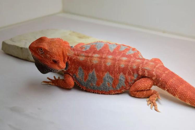 详解鬃狮蜥 23 大基因