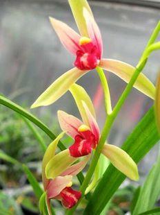 兰花促销 5苗包邮 江浙兰花 建兰四季 贵妃醉酒特价 假一赔十