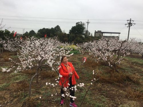 青白江杏花村