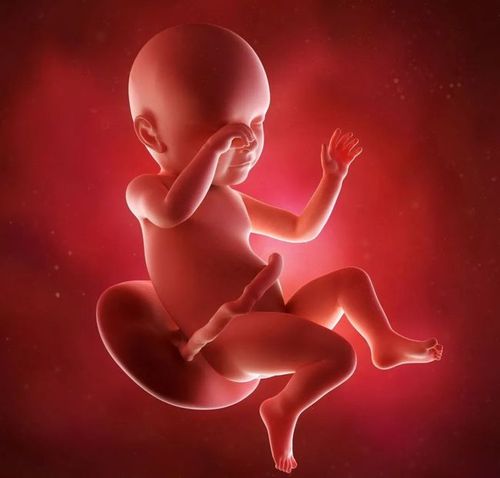 怀孕40周时胎儿的变化