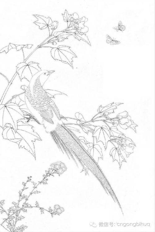 李晓明《临宋芙蓉锦鸡图》绘制教程