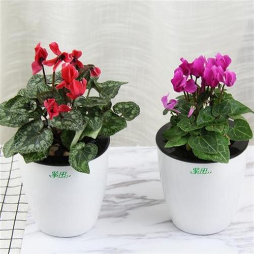 紫田绿植 耐冻植物仙客来盆栽带花 四季常青