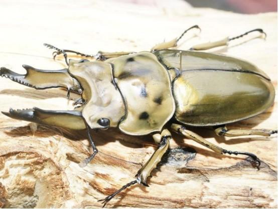 世界上最漂亮的昆虫,为何我国不让黄金鬼锹入关?来看看它多可怕