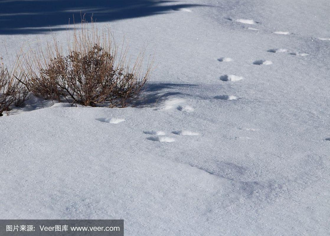 脚印,雪,兔子,寒冷,野生动物