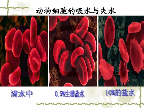 动物细胞的吸水与失水