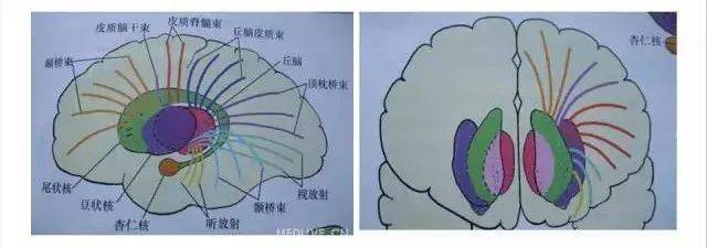 解剖解惑放射冠与半卵圆中心的区别