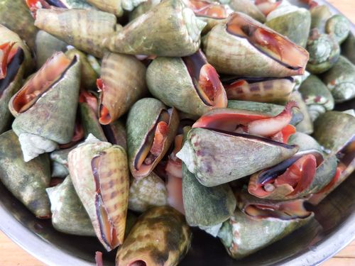 肉质肥美的红嘴螺