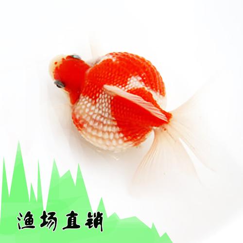 鼠头珍珠金鱼活体观赏鱼精品皮球