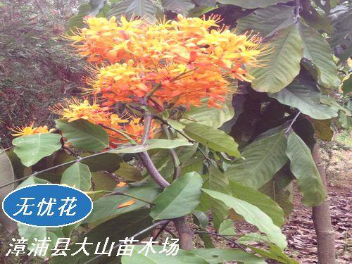 火焰树,中国无忧花.苏木科,无忧花属,常绿乔木.
