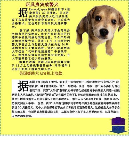 狗狗电子小报(学生作品)
