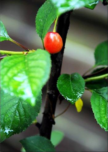 烟台特产| 大樱桃从发芽到结果全过程记录!厉害了!我的大樱桃!