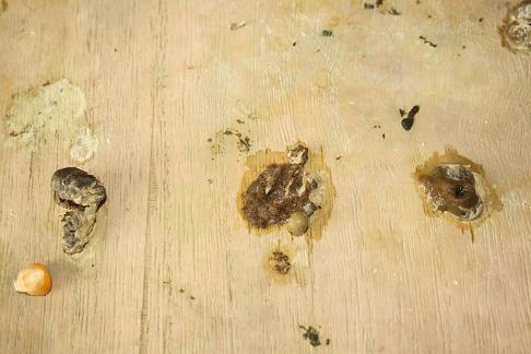 103条蛔虫的潜伏