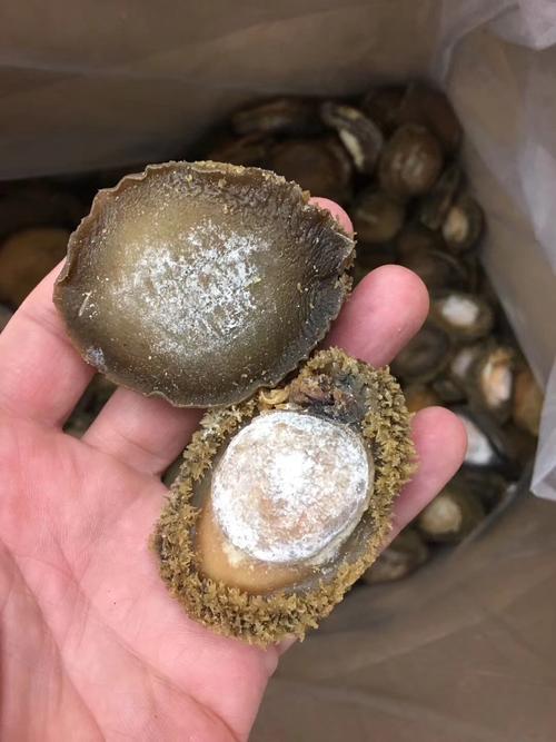 进口南非野生干鲍鱼15-16头一斤 鲍鱼干货 500g_7折现价1330元
