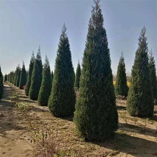 内蒙古塔柏树沈阳桧柏丹东桧柏球辽宁沙地柏种植基地